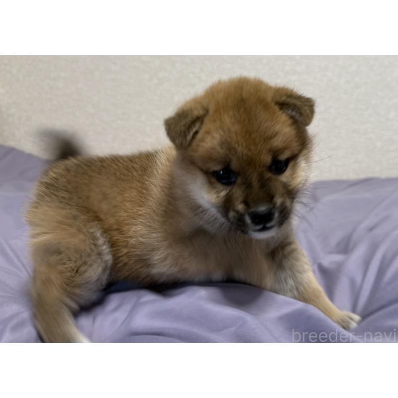販売中の静岡県の豆柴-443685の3枚目