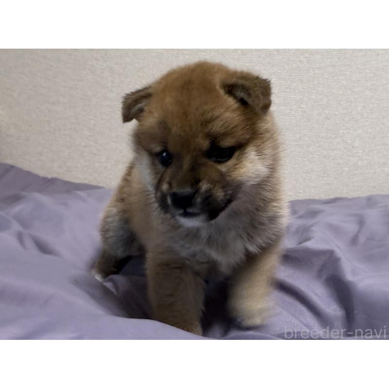 販売中の静岡県の豆柴-443685の2枚目