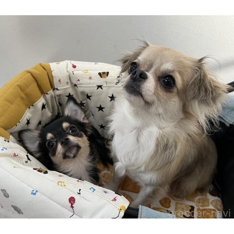 販売中の広島県のチワワ(ロングコート)-443686の1枚目