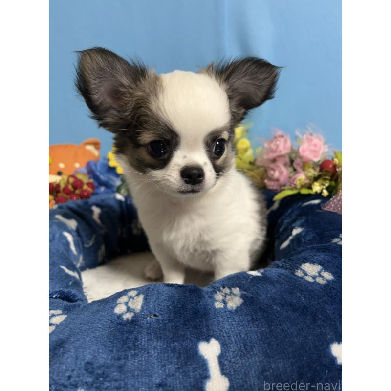 販売中の福岡県のチワワ(ロングコート)-436025の9枚目