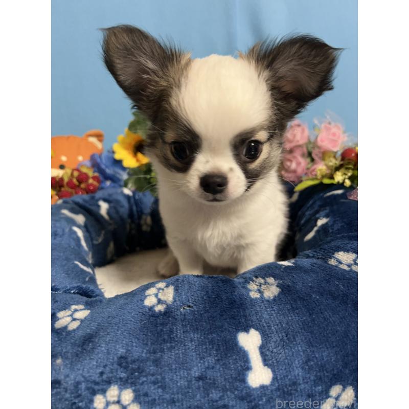 販売中の福岡県のチワワ(ロングコート)-436025の8枚目