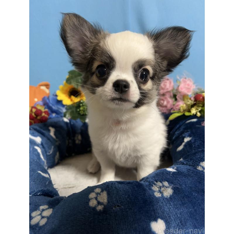 販売中の福岡県のチワワ(ロングコート)-436025の7枚目