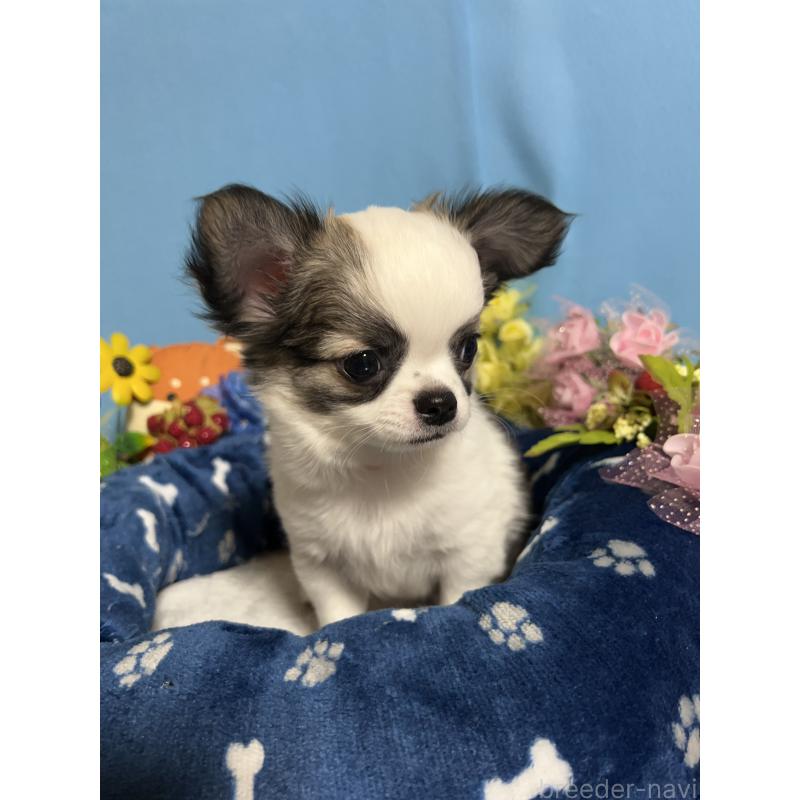 販売中の福岡県のチワワ(ロングコート)-436025の3枚目