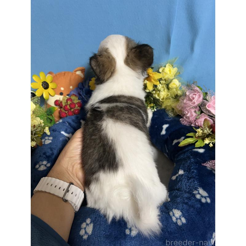 販売中の福岡県のチワワ(ロングコート)-436025の2枚目