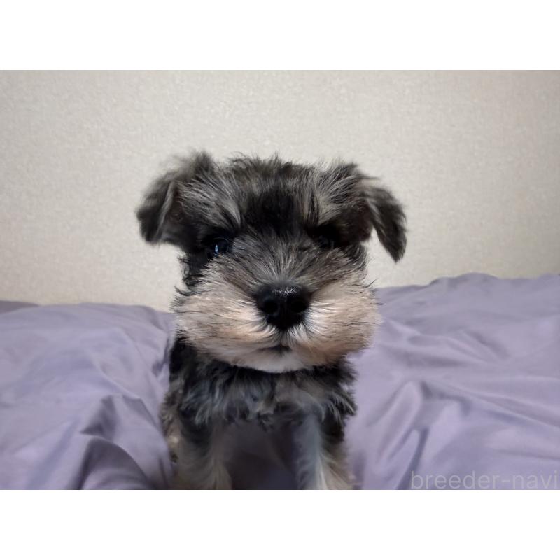 販売中の静岡県のミニチュアシュナウザー-443687の5枚目
