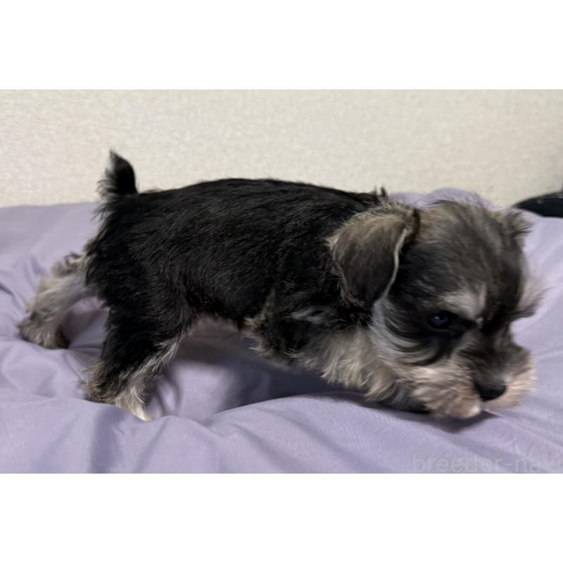 販売中の静岡県のミニチュアシュナウザー-443687の4枚目