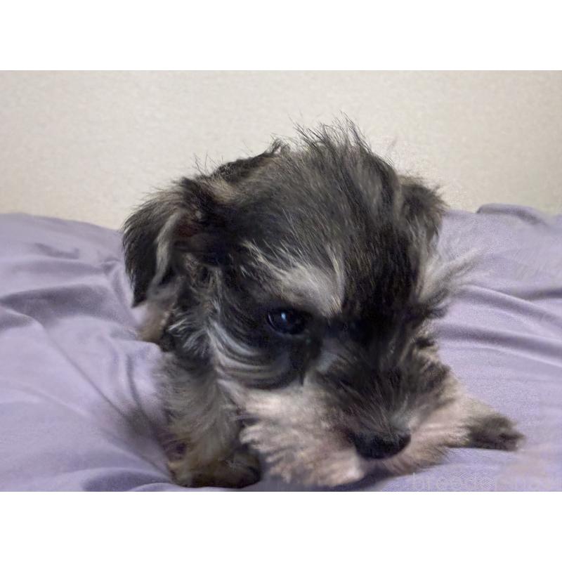 販売中の静岡県のミニチュアシュナウザー-443687の3枚目