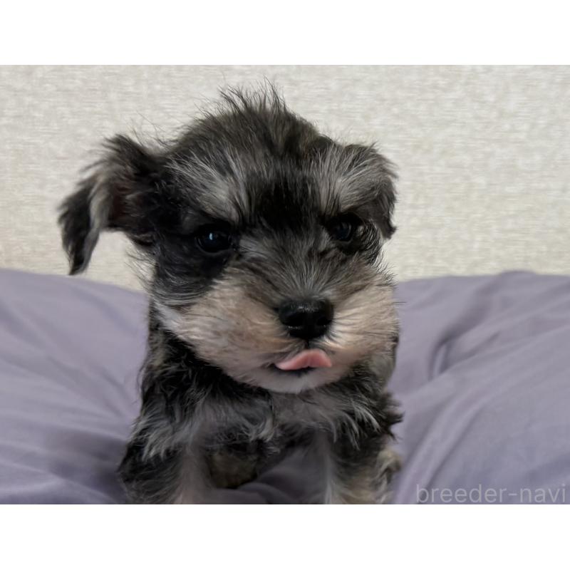 販売中の静岡県のミニチュアシュナウザー-443687の2枚目