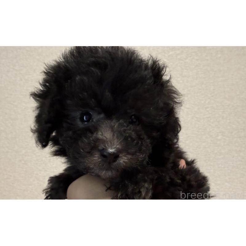 販売中の静岡県のタイニープードル-443689の4枚目