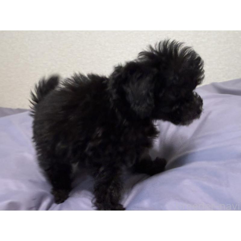 販売中の静岡県のタイニープードル-443689の2枚目