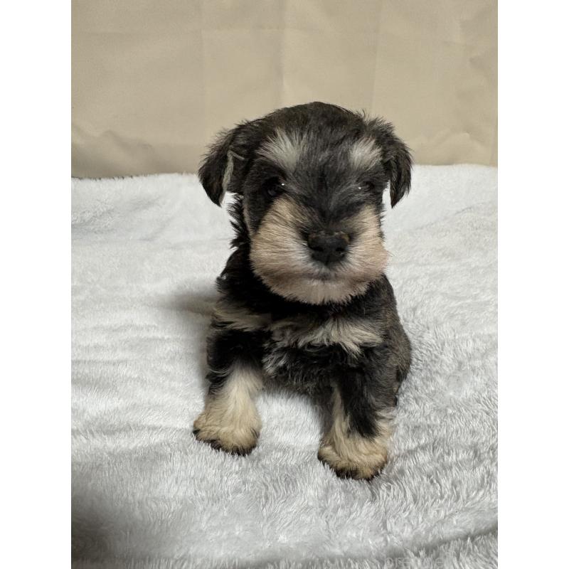 販売中の岡山県のミニチュアシュナウザー-443695の2枚目