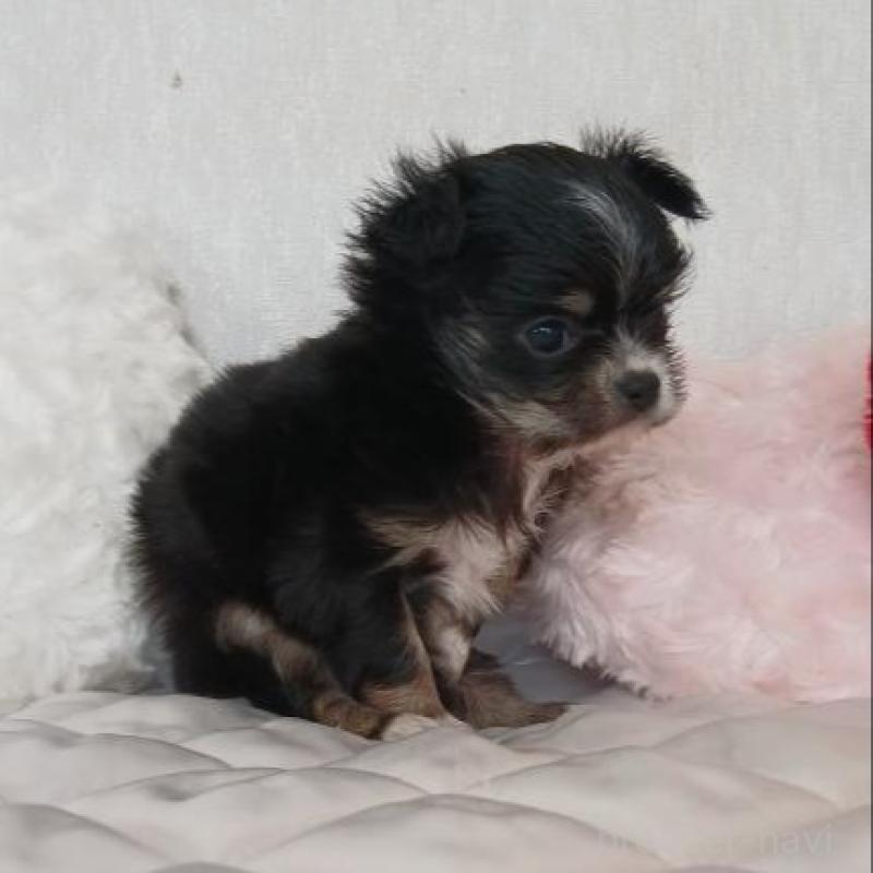 販売中の長崎県のチワワ(ロングコート)-443691の5枚目