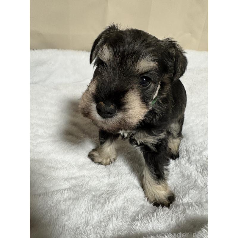 販売中の岡山県のミニチュアシュナウザー-443697