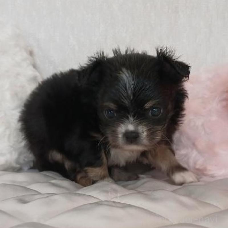 販売中の長崎県のチワワ(ロングコート)-443691の4枚目