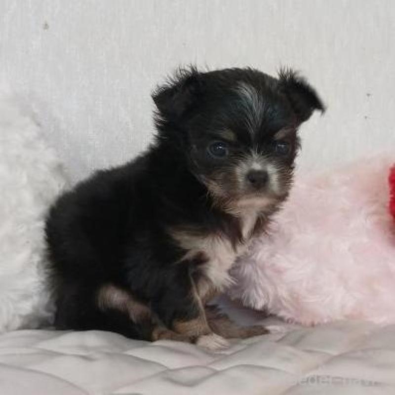 販売中の長崎県のチワワ(ロングコート)-443691の2枚目