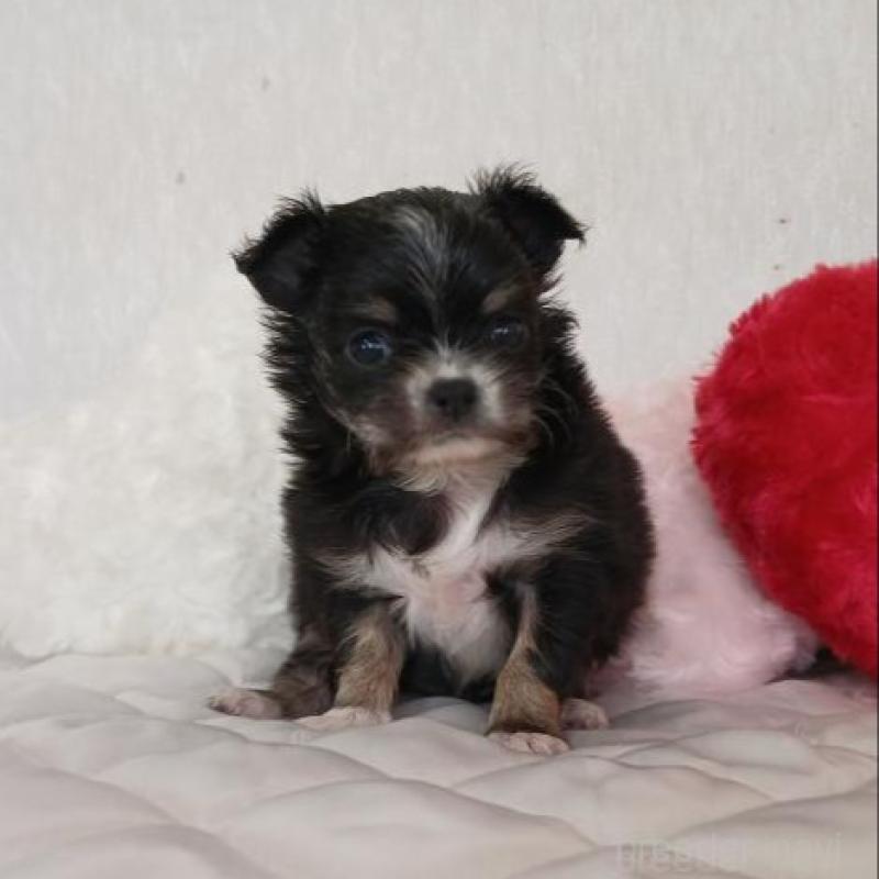 販売中の長崎県のチワワ(ロングコート)-443691