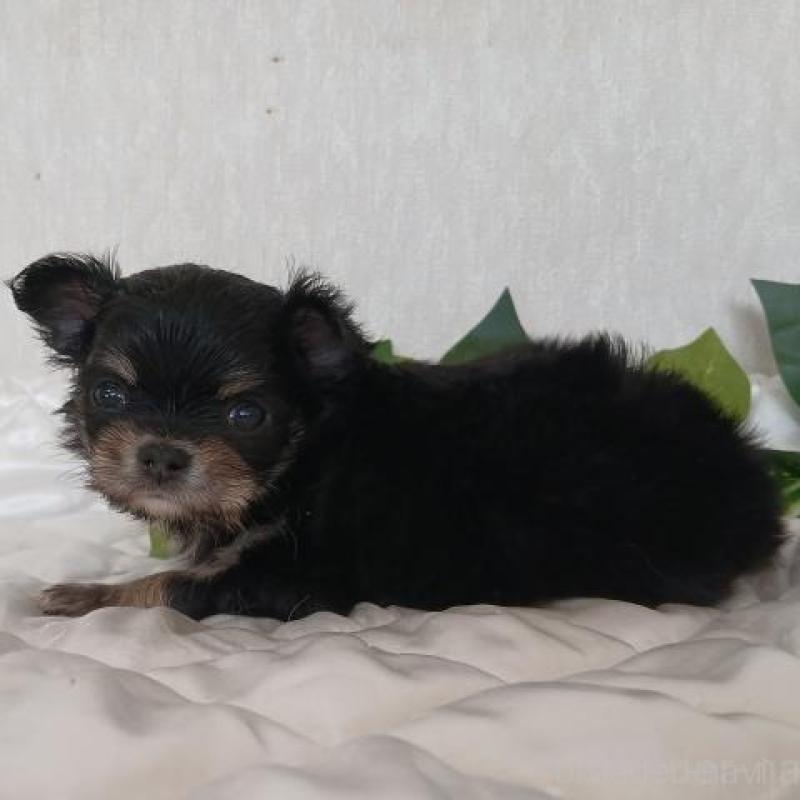 販売中の長崎県のチワワ(ロングコート)-443693の5枚目