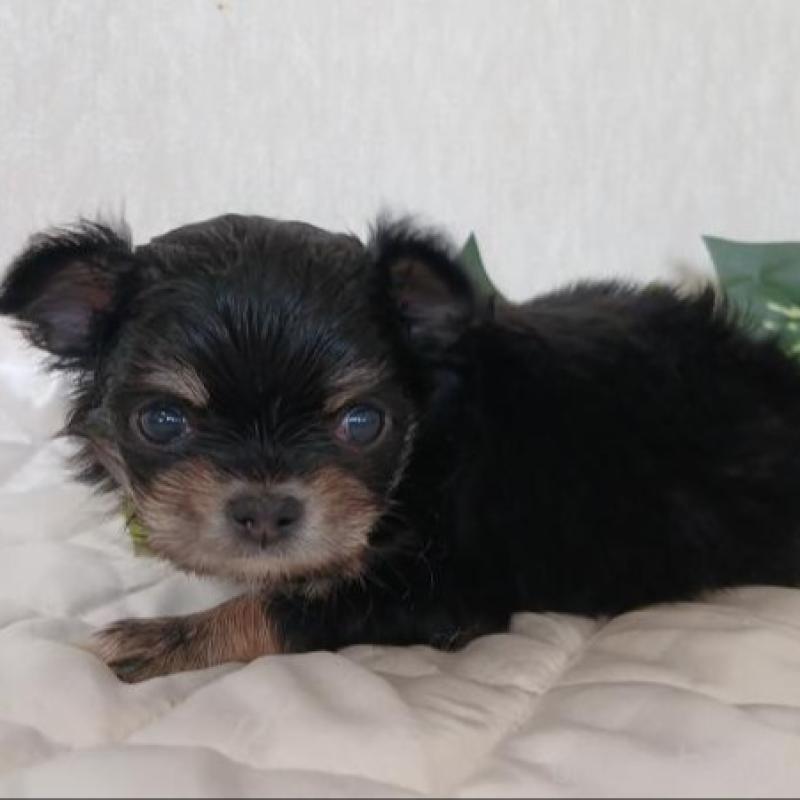 販売中の長崎県のチワワ(ロングコート)-443693の4枚目