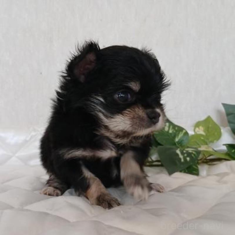 販売中の長崎県のチワワ(ロングコート)-443693の3枚目