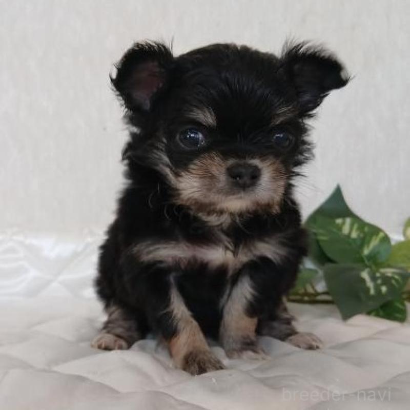 販売中の長崎県のチワワ(ロングコート)-443693の2枚目