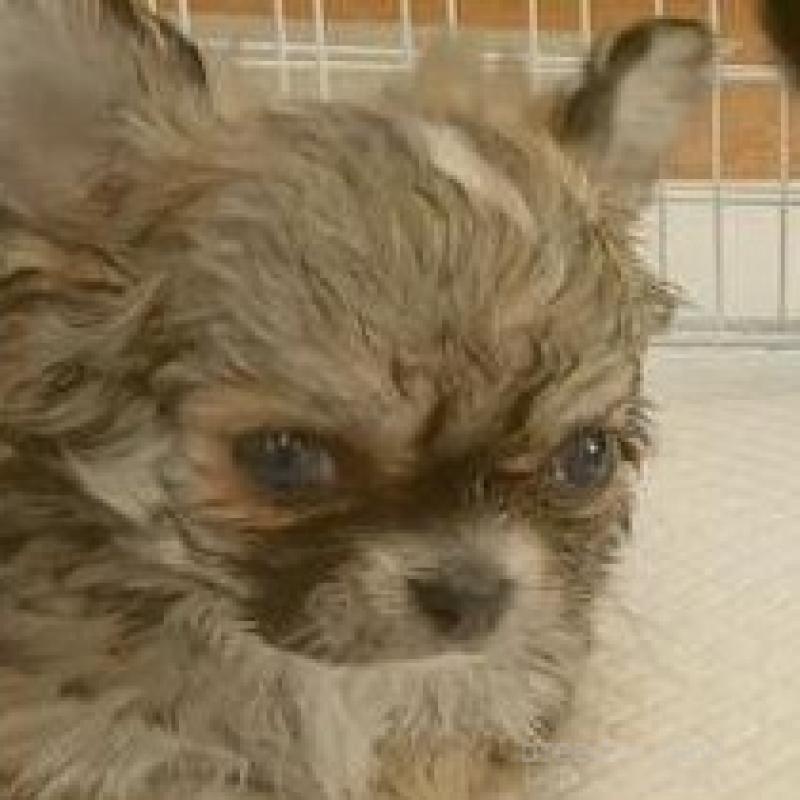 販売中の長崎県のチワワ(ロングコート)-443698の5枚目