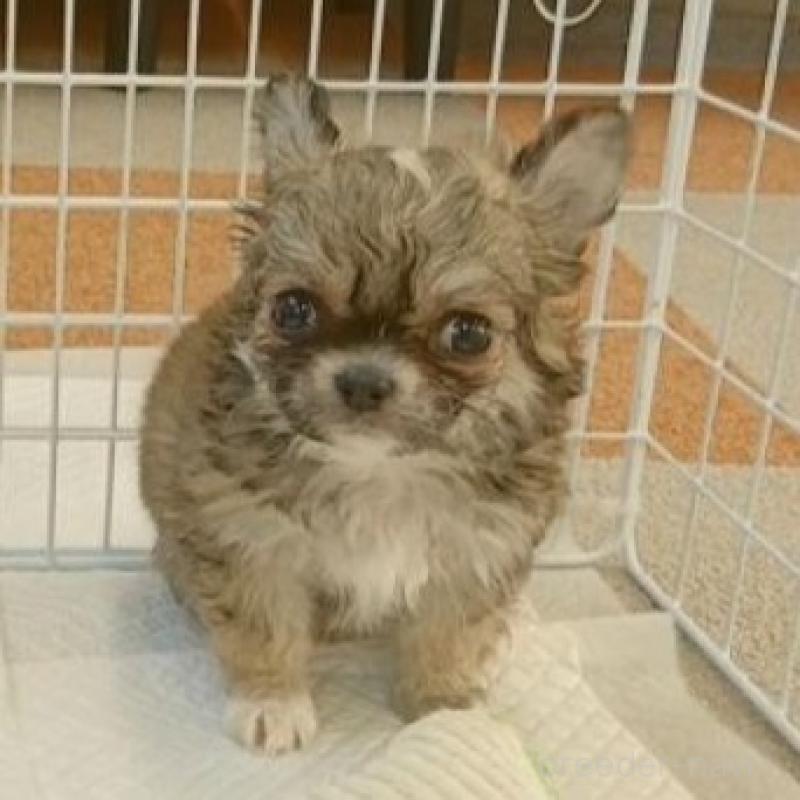 販売中の長崎県のチワワ(ロングコート)-443698の4枚目