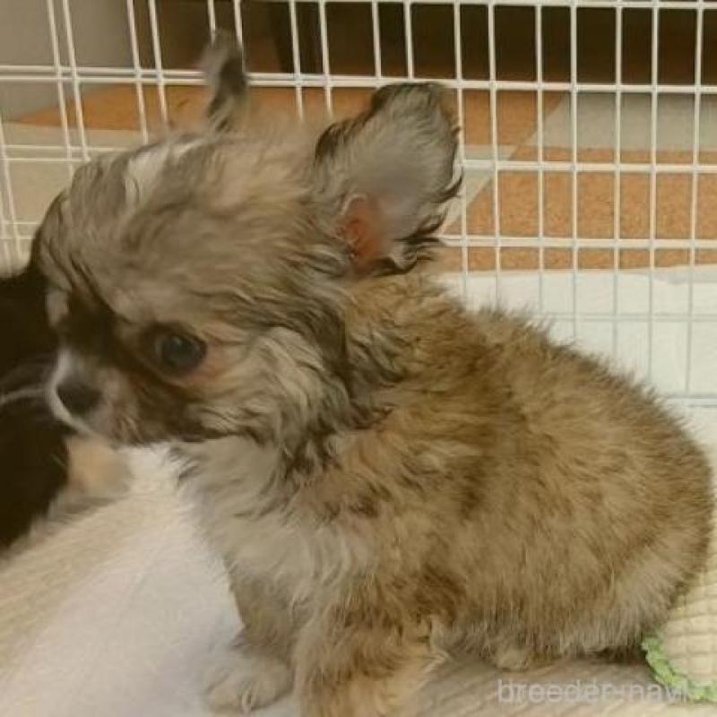 販売中の長崎県のチワワ(ロングコート)-443698の3枚目