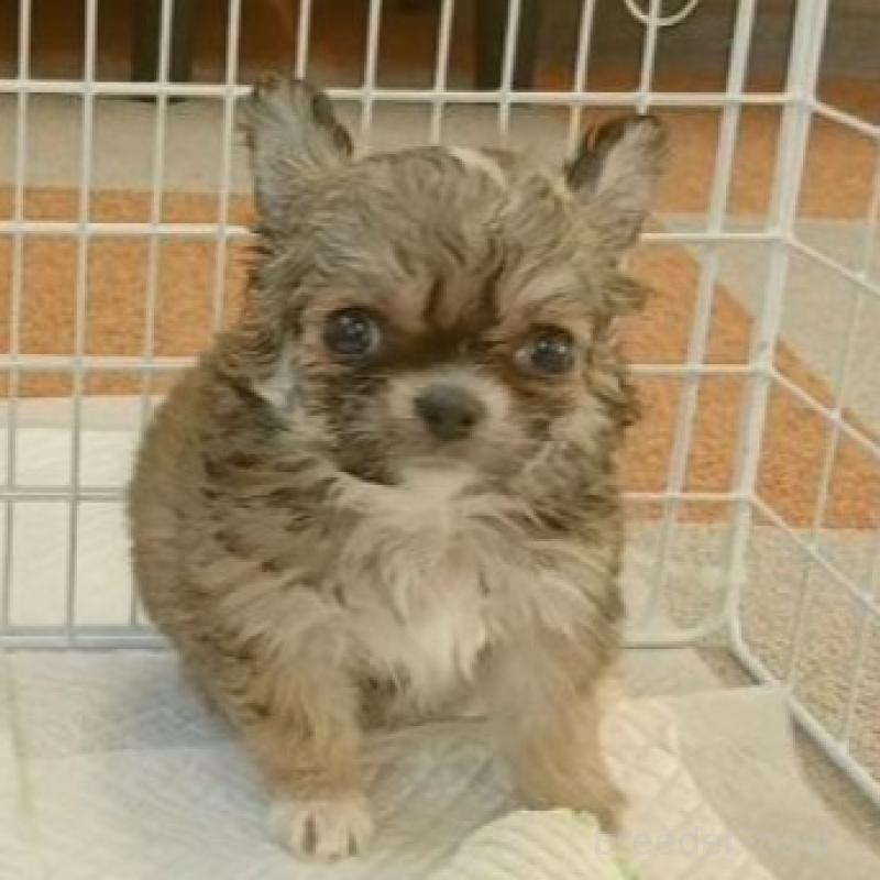 販売中の長崎県のチワワ(ロングコート)-443698の2枚目