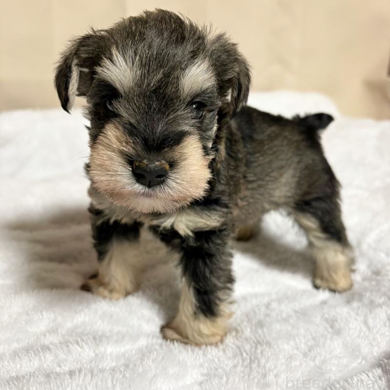 販売中の岡山県のミニチュアシュナウザー-443695