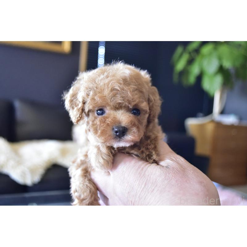 販売中の茨城県のティーカッププードル-443700の6枚目