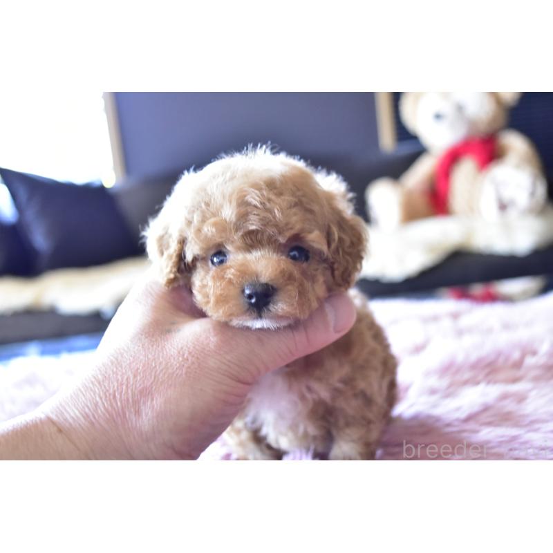 販売中の茨城県のティーカッププードル-443700の5枚目