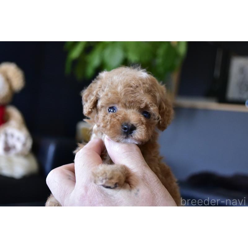 販売中の茨城県のティーカッププードル-443700の4枚目