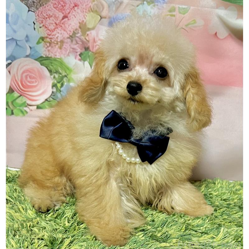 販売中の岡山県のティーカッププードル-428291の7枚目