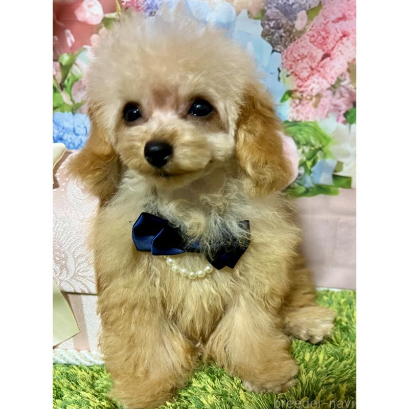 販売中の岡山県のティーカッププードル-428291の6枚目