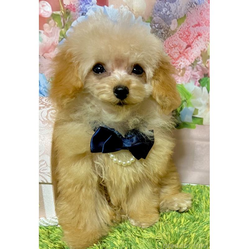 販売中の岡山県のティーカッププードル-428291の5枚目