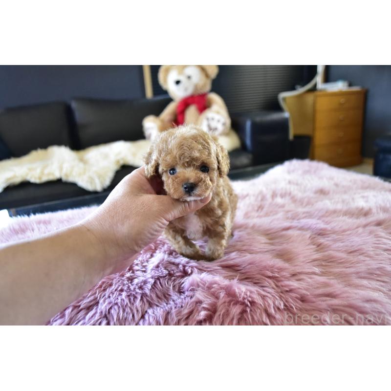 販売中の茨城県のティーカッププードル-443700の2枚目