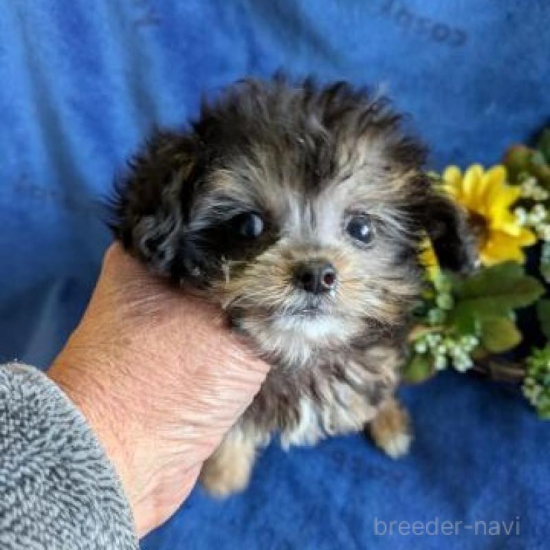 販売中の鹿児島県のチワプー:チワワ×トイプードル-443699の1枚目