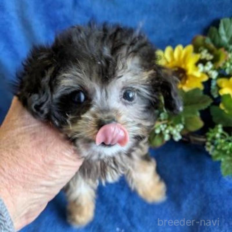 販売中の鹿児島県のチワプー:チワワ×トイプードル-443699の4枚目