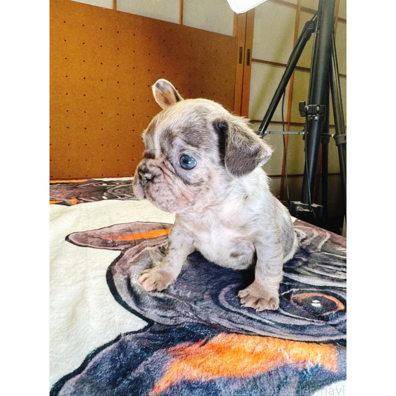 販売中の奈良県のフレンチブルドッグ-442146の2枚目