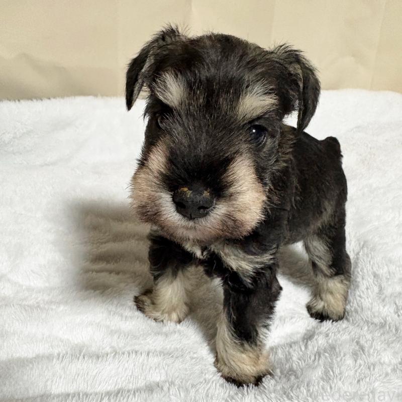 販売中の岡山県のミニチュアシュナウザー-443697の2枚目