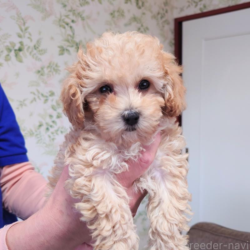 販売中の埼玉県のタイニープードル-437394の7枚目
