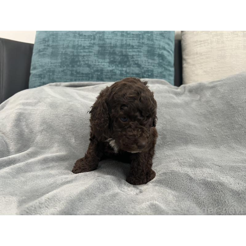 販売中の青森県のミディアムプードル-443701の10枚目