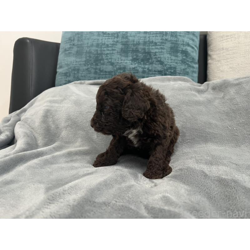 販売中の青森県のミディアムプードル-443701の9枚目