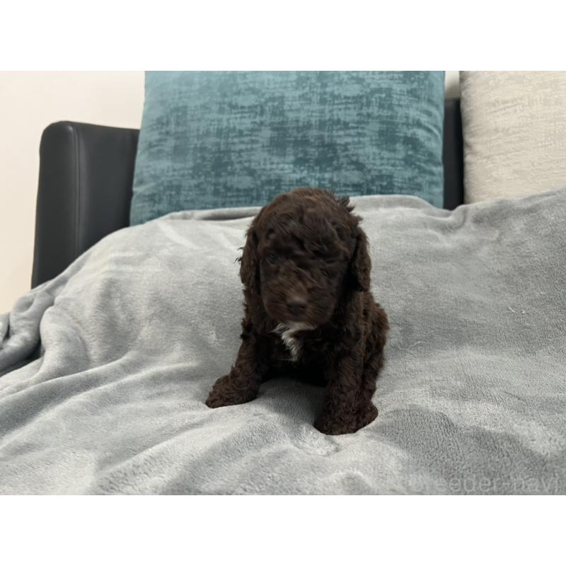 販売中の青森県のミディアムプードル-443701の7枚目