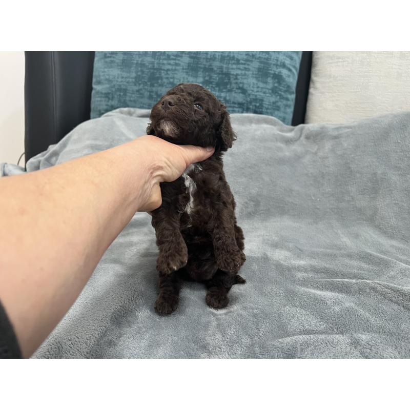 販売中の青森県のミディアムプードル-443701の6枚目