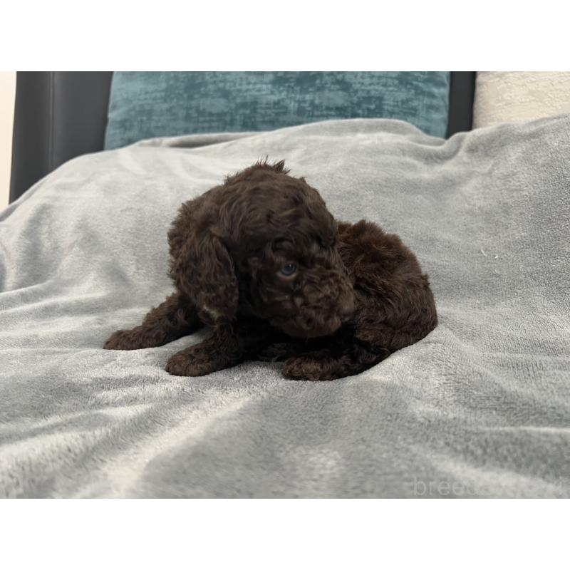 販売中の青森県のミディアムプードル-443701の5枚目