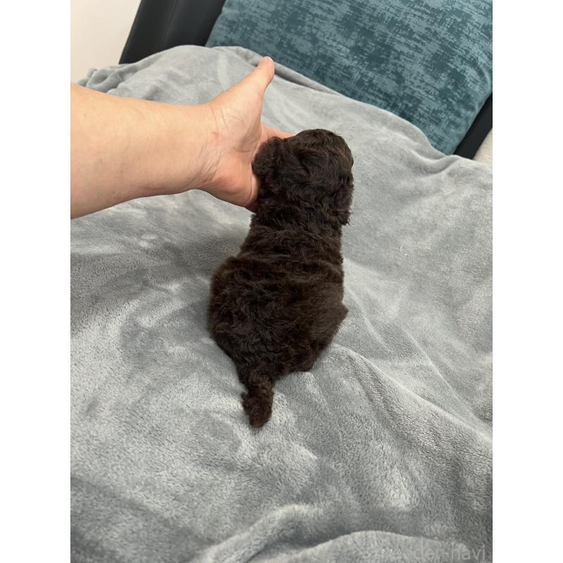 販売中の青森県のミディアムプードル-443701の3枚目