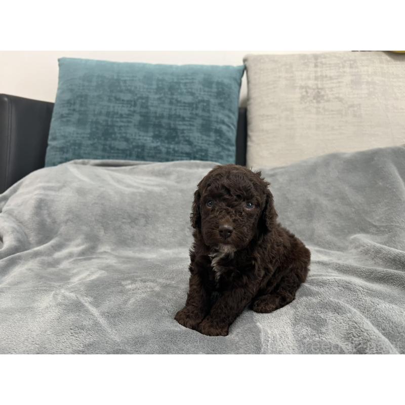 販売中の青森県のミディアムプードル-443701の2枚目