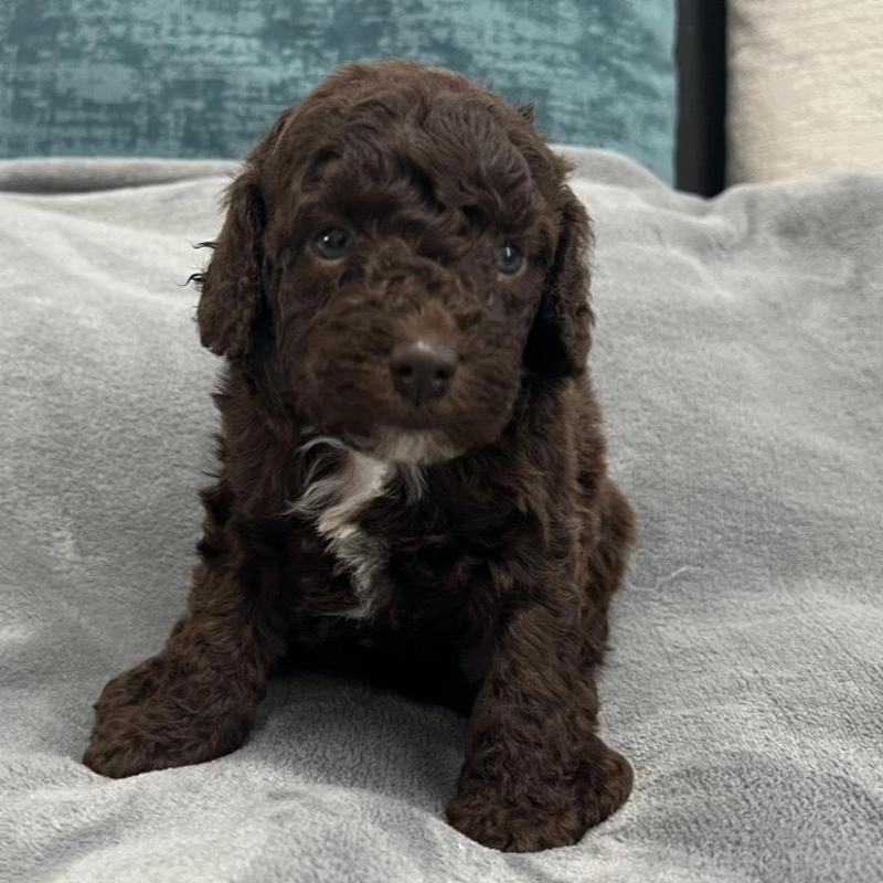 販売中の青森県のミディアムプードル-443701の1枚目