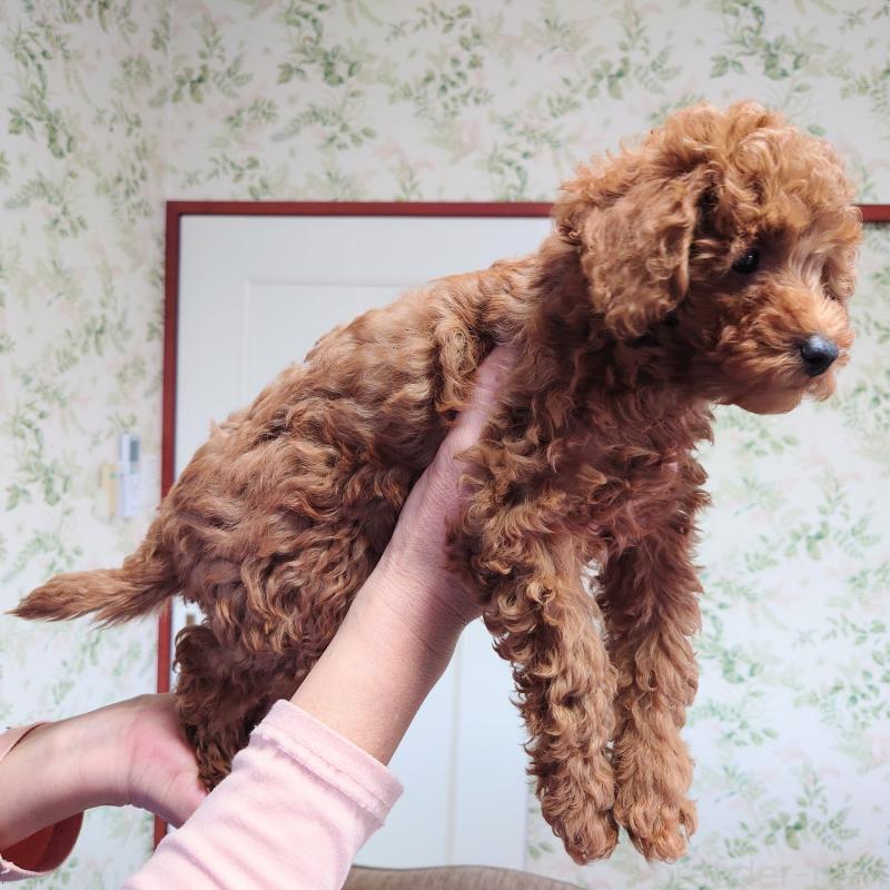 販売中の埼玉県のタイニープードル-437389の7枚目